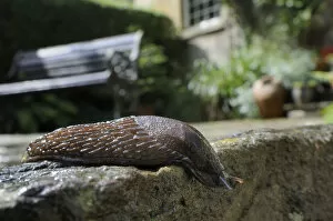 Black slug (Arion ater), brown form, crawling over patio after rain, with house