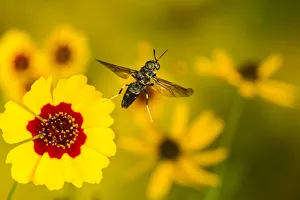 Alabama Prints: Black soldier fly (Hermetia illucens) flying from flower, Tuscaloosa County, Alabama
