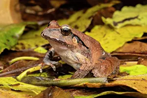 New South Wales Prints: Black-soled frog (Lechriodus fletcheri) resting in leaf litter