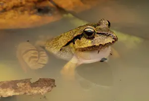 Submerging Prints: Black-soled frog (Lechriodus fletcheri) submerged in forest pool