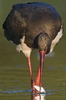 Images Dated 13th September 2008: Black sotork (Ciconia nigra) with fish in beak, Elbe Biosphere Reserve, Lower Saxony