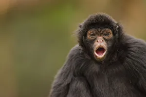 Images Dated 17th July 2014: Black spider monkey (Ateles chamek) calling, captive, Peru