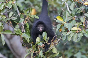 Bernard Castelein Gallery: Black spider monkey (Ateles chamek) in tree, Madidi National Park, Bolivia