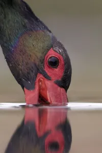Ciconia Prints: Black stork (Ciconia nigra) beak submerged fishing, Hungary May