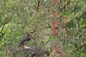 Black stork (Ciconia nigra) with chick on nest, Latvia, June 2009