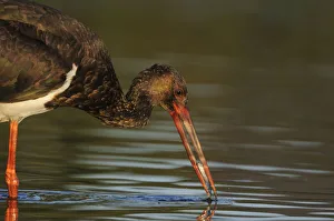 Images Dated 13th September 2008: Black stork (Ciconia nigra) feeding on fish, Elbe Biosphere Reserve, Lower Saxony