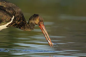 Images Dated 13th September 2008: Black stork (Ciconia nigra) feeding on fish, Elbe Biosphere Reserve, Lower Saxony