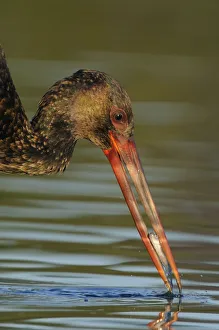 Images Dated 13th September 2008: Black stork (Ciconia nigra) feeding on fish, Elbe Biosphere Reserve, Lower Saxony