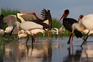 Ciconiidae Prints: Black stork (Ciconia nigra) fighting with Grey heron (Ardea cinerea)