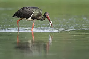 Images Dated 3rd September 2008: Black stork (Ciconia nigra) with fish in beak, Elbe Biosphere Reserve, Lower Saxony