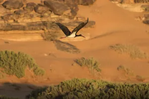 Ciconiidae Prints: Black stork (Ciconia nigra) in flight during spring migration across the Sahara desert