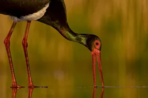 Ciconiidae Prints: Black stork (Ciconia nigra) foraging in shallow water, Pusztaszer reserve, Hungary. May