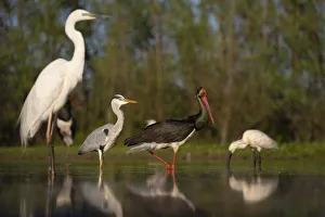 Ciconiidae Prints: Black stork (Ciconia nigra), Great white heron (Ardea alba)