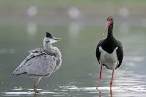 Black stork (Ciconia nigra) and a Grey heron (Ardea cinerea) in water, Elbe Biosphere Reserve