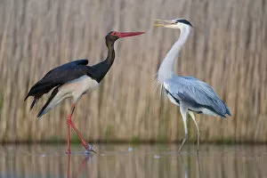 December 2021 Highlights Collection: Black stork (Ciconia nigra) and Grey heron (Ardea cinerea) Pusztaszer reserve, Hungary