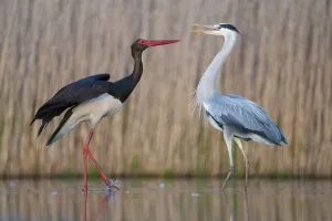 Black stork (Ciconia nigra) and Grey heron (Ardea cinerea) Pusztaszer reserve, Hungary