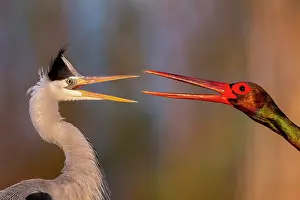 Ciconiidae Prints: Black stork (Ciconia nigra) and Grey heron (Ardea cinerea) squabbling over food