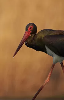 Images Dated 9th May 2016: Black stork (Ciconia nigra) Hungary May