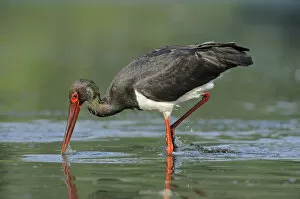 Images Dated 2nd September 2008: Black stork (Ciconia nigra) hunting for fish, Elbe Biosphere Reserve, Lower Saxony