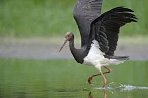 Black stork (Ciconia nigra) just after landing, Elbe Biosphere Reserve, Lower Saxony