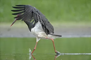 Dieter Damschen Gallery: Black stork (Ciconia nigra) just after landing in river, Elbe Biosphere Reserve, Lower Saxony
