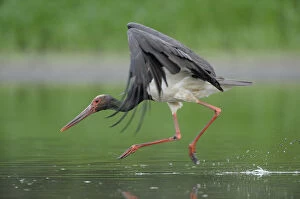 Images Dated 13th August 2008: Black stork (Ciconia nigra) landing in water, Elbe Biosphere Reserve, Lower Saxony