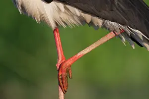 Ciconiidae Prints: Black stork (Ciconia nigra) legs detail