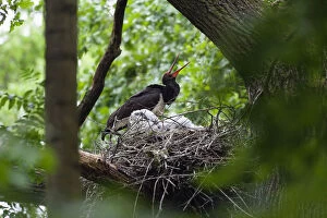 Black stork (Ciconia nigra) at nest calling, Eastern Slovakia, Europe, June 2009