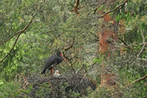 Images Dated 7th June 2009: Black stork (Ciconia nigra) on nest with chick, Latvia, June 2009. WWE OUTDOOR EXHIBITION