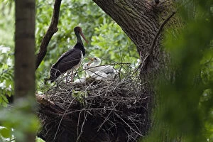 Images Dated 4th June 2009: Black stork (Ciconia nigra) at nest with chicks, Slovakia, Europe, June 2009