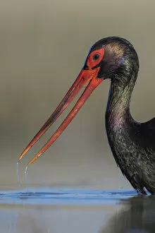 Images Dated 12th April 2022: Black stork (Ciconia nigra), portrait, Pusztaszer reserve, Hungary. May
