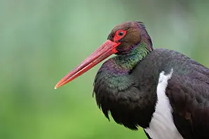 Ciconiidae Prints: Black stork (Ciconia nigra) portrait, Pusztaszer, Kiskunsagi National Park, Hungary. May