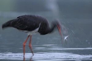 Images Dated 11th September 2008: Black stork (Ciconia nigra) shaking head with fish in beak, Elbe Biosphere Reserve