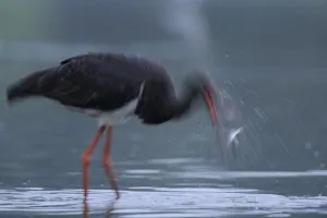 Storks Prints: Black stork (Ciconia nigra) shaking head with fish in beak, Elbe Biosphere Reserve