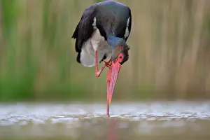 Ciconiidae Prints: Black stork (Ciconia nigra) standing in shallow water scratching its head