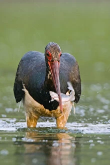 Images Dated 26th August 2008: Black stork (Ciconia nigra) wading, catching fish in beak, Elbe Biosphere Reserve