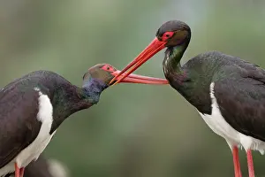 Ciconiidae Prints: Two Black storks (Ciconia nigra) allopreening