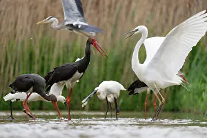 Ciconiidae Prints: Black storks (Ciconia nigra) and Eurasian spoonbills (Platalea leucorodia)