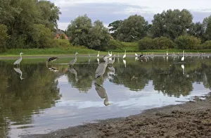 Storks Prints: Black storks (Ciconia nigra) Grey herons (Ardea cinerea) and Great egret (Casmerodius