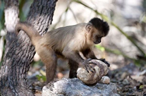 Black-striped capuchin (Sapajus libidinosus) using rock as a tool to break open palm nut