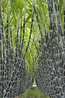 Poaceae Collection: Black sugar cane (Saccharum officinarum) cultivated for sucrose in the stem, obtained by crushing