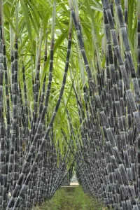 Gramineae Prints: Black sugar cane (Saccharum officinarum) cultivated for sucrose in the stem