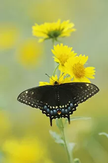 Black Swallowtail Butterfly (Papilio polyxenes), female on Cowpen Daisy / Golden Crownbeard