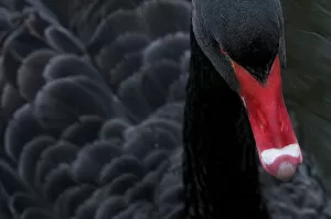 Black swan (Cygnus atratus) captive