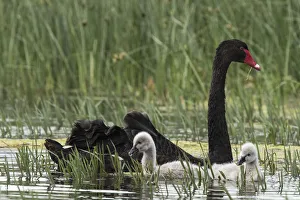 Black swan (Cygnus atratus) female feeding and escorting cygnets. Werribee Sewerage Park