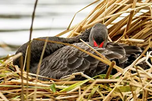 Reedbed Prints: Black swan (Cygnus atratus) resting in nest in reed bed at edge of freshwater lake