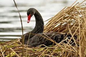Reedbed Prints: Black swan (Cygnus atratus) sitting on nest in reed bed at edge of freshwater lake