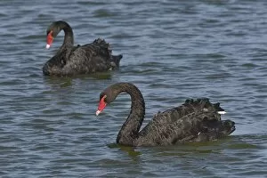 December 2021 Highlights Gallery: Two Black swans (Cygnus atratus) on water, Noirmoutier Island, Vendee, France, July