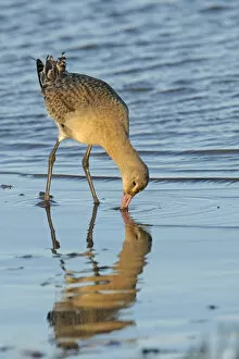 Images Dated 13th December 2011: Black-tailed godwit (Limosa limosa) adult in winter plumage feeding on mudflats, The Wash