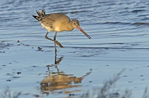 Images Dated 13th December 2011: Black-tailed godwit (Limosa limosa) adult in winter plumage feeding on mudflats, The Wash